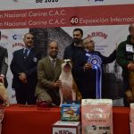 Más de 1.800 perros de hasta 110 razas, protagonistas en el Pazo de Expocanina