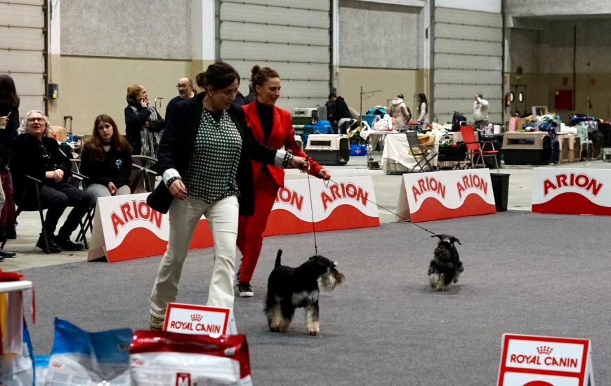 Momento do concurso de beleza da expo canina lugo
