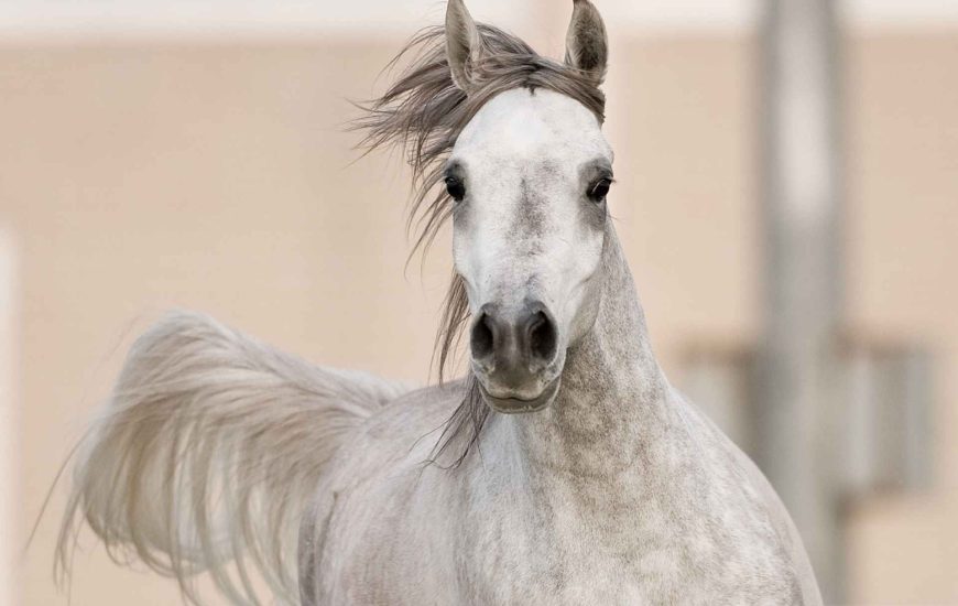 caballo árabe blanco de frente trotando
